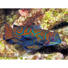 Мандаринка (Synchiropus splendidus) Мандаринка (Synchiropus splendidus)