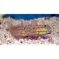 Диамантено попче (Valenciennea puellaris)