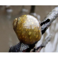 Неритина зебра (Vittina natalensis) Неритина зебра (Vittina natalensis)